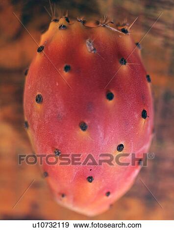 prickly pear View Large Photo Image Stock Photo - prickly pear. Fotosearch
