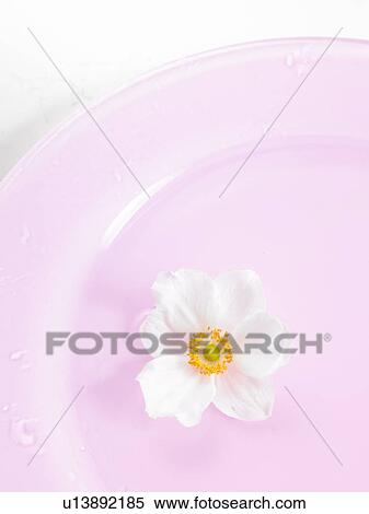 Primrose blossoms on a pink plate View Large Photo Image Stock Photography - Primrose blossoms on a pink plate. Fotosearch
