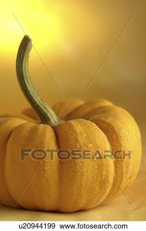 Stock Photo - Pumpkin. Fotosearch