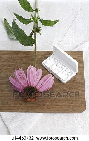 Purple coneflower and tissue salt View Large Photo Image Stock Image - Purple coneflower and tissue salt. Fotosearch