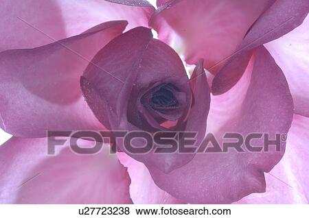 Purple rose blossom, close up View Large Photo Image Stock Photo - Purple rose blossom, close up. Fotosearch