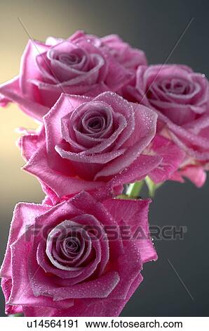 Stock Image - Purple rose blossom. Fotosearch