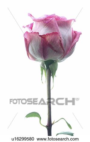 Stock Image - Purple rose blossom. Fotosearch