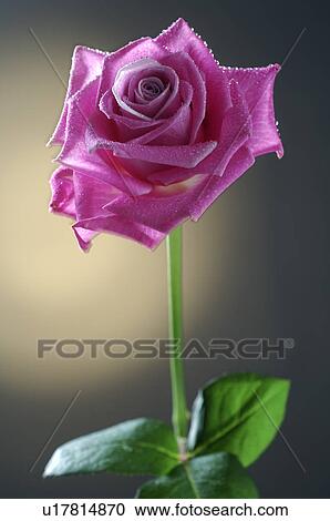 Purple rose blossom View Large Photo Image Stock Image - Purple rose blossom. Fotosearch