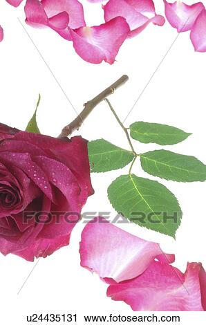 Purple rose blossom View Large Photo Image Stock Image - Purple rose blossom. Fotosearch