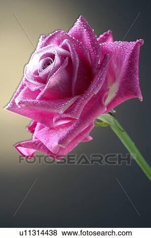 Purple rose blossom View Large Photo Image Stock Photo - Purple rose blossom. Fotosearch
