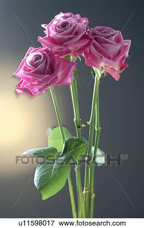 Purple rose blossom View Large Photo Image Stock Photo - Purple rose blossom. Fotosearch