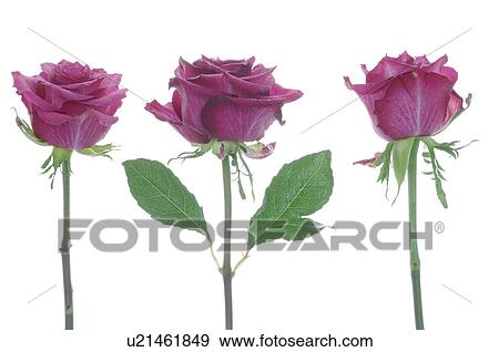 Purple rose blossom View Large Photo Image Stock Photo - Purple rose blossom. Fotosearch