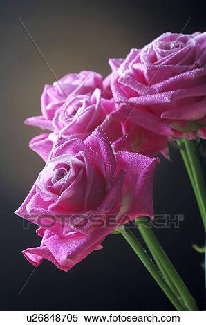 Stock Photography - Purple rose blossom. Fotosearch