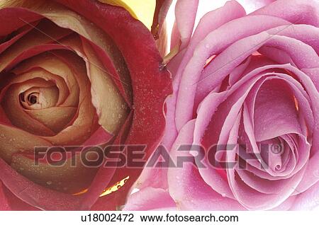 Red and pink rose blossom View Large Photo Image Stock Image - Red and pink rose blossom. Fotosearch