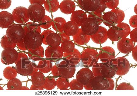Red currant View Large Photo Image Stock Photo - Red currant. Fotosearch