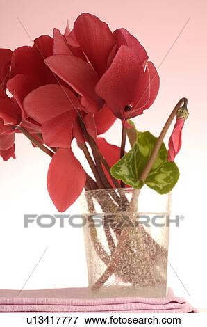 Stock Photo - Red cyclamen in a glass. Fotosearch