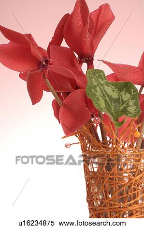 Red cyclamen in a vase made of jute View Large Photo Image Stock Photography - Red cyclamen in a vase made of jute. Fotosearch