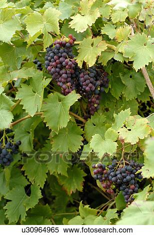 Stock Photography - Red grapes. Fotosearch