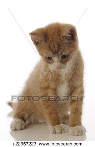 Red male cat View Large Photo Image Stock Image - Red male cat. Fotosearch