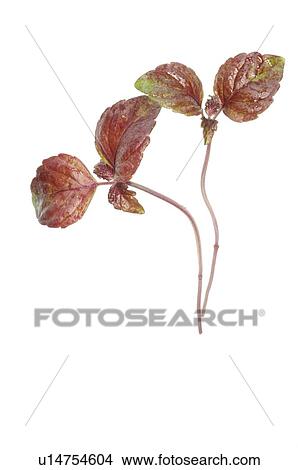 Picture - red oak leaf lettuce. Fotosearch