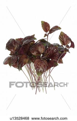 Stock Photo - red oak leaf lettuce. Fotosearch