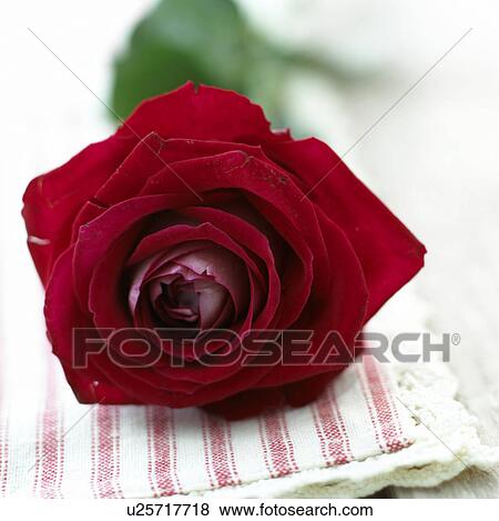 Red rose View Large Photo Image Stock Photo - Red rose. Fotosearch