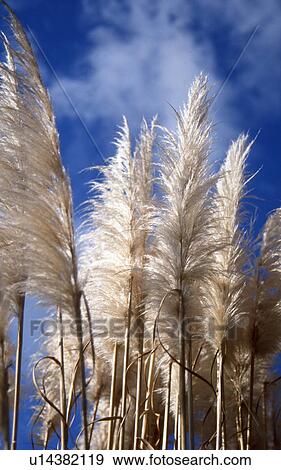 Stock Photo - Reed. Fotosearch
