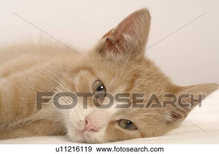 Stock Photo - Resting cat. Fotosearch