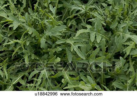 Stock Photograph - Rocket lettuce. Fotosearch