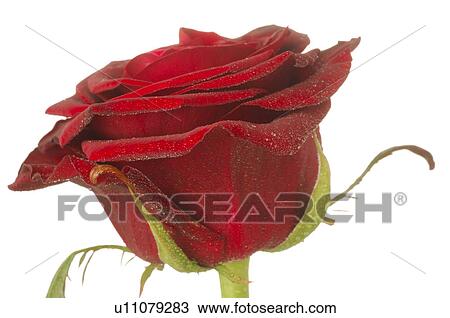 Stock Image - Rose blossom, close up. Fotosearch