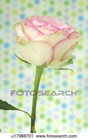 Stock Image - Rose blossom, close up. Fotosearch
