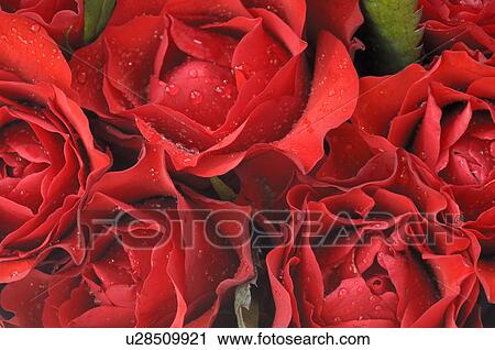 Stock Image - Rose blossom, close up. Fotosearch