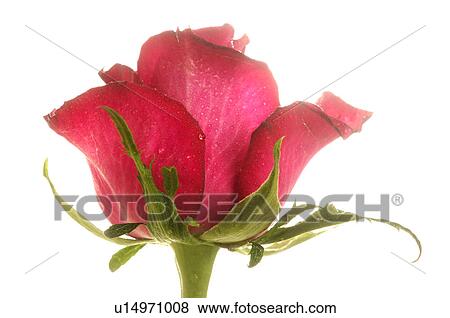 Stock Photo - Rose blossom, close up. Fotosearch