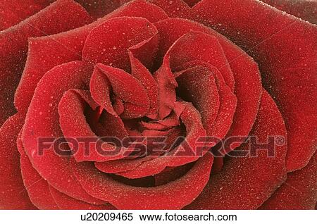 Stock Photography - Rose blossom, close up. Fotosearch
