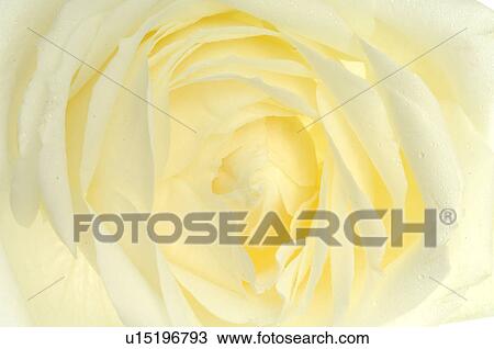 Rose blossom View Large Photo Image Stock Image - Rose blossom. Fotosearch