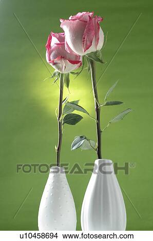 Rose in a vase View Large Photo Image Picture - Rose in a vase. Fotosearch