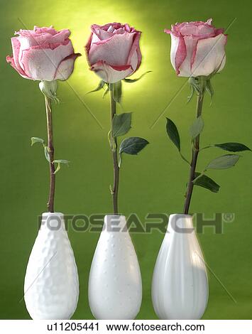 Stock Image - Rose in a vase. Fotosearch