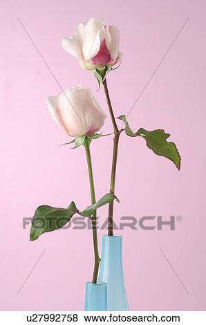 Stock Photo - Rose in a vase. Fotosearch