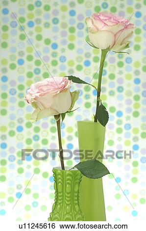 Rose in a vase View Large Photo Image Stock Photograph - Rose in a vase. Fotosearch