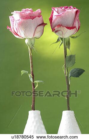 Rose in a vase View Large Photo Image Stock Photography - Rose in a vase. Fotosearch