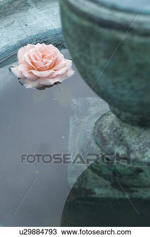 Stock Image - Rose in water. Fotosearch