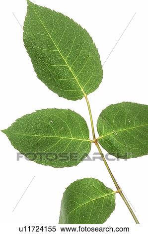 Stock Photography - Rose leaf. Fotosearch