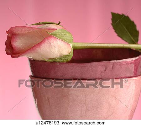 Stock Image - Rose lying on a flower pot. Fotosearch