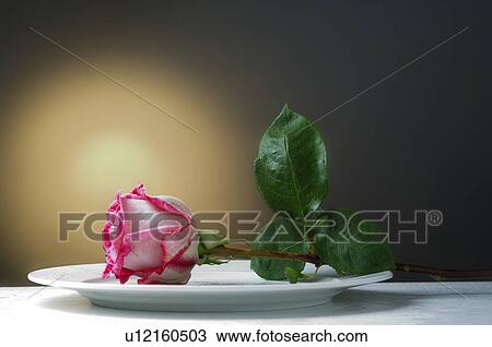 Rose on a plate View Large Photo Image Stock Image - Rose on a plate. Fotosearch