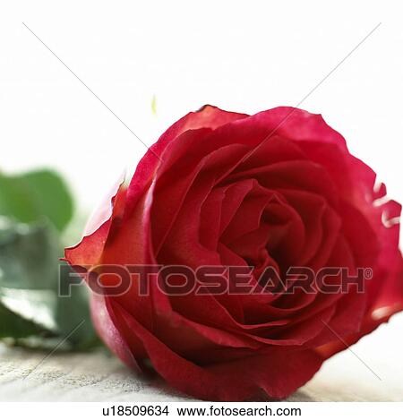 Rose (pink-rot) View Large Photo Image Picture - Rose (pink-rot). Fotosearch