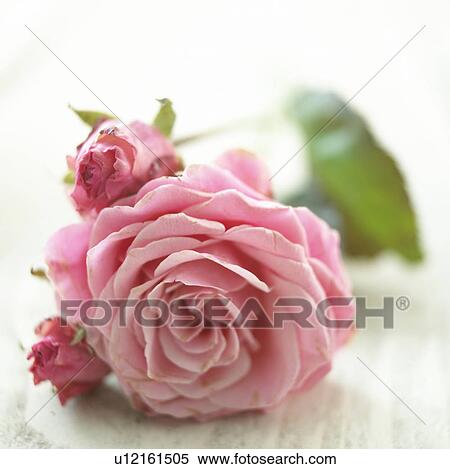 Rose (rosa) View Large Photo Image Stock Photography - Rose (rosa). Fotosearch