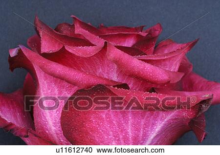 Rose View Large Photo Image Stock Image - Rose. Fotosearch