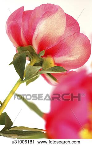 Rose View Large Photo Image Stock Image - Rose. Fotosearch