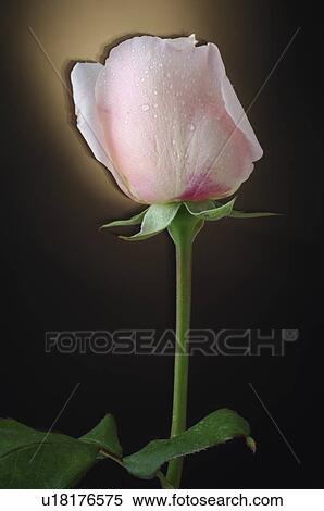 Rose View Large Photo Image Stock Photography - Rose. Fotosearch