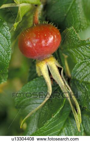 rosehip View Large Photo Image Stock Photo - rosehip. Fotosearch
