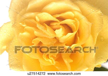 rosen beauties View Large Photo Image Stock Image - rosen beauties. Fotosearch