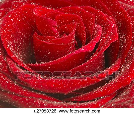 Stock Photograph - Rosenblüten, Close up. Fotosearch