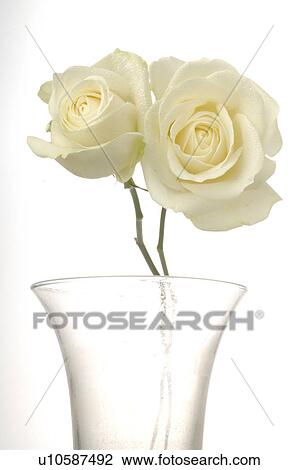 Roses View Large Photo Image Stock Image - Roses. Fotosearch