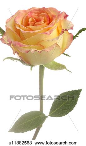 Roses View Large Photo Image Stock Image - Roses. Fotosearch